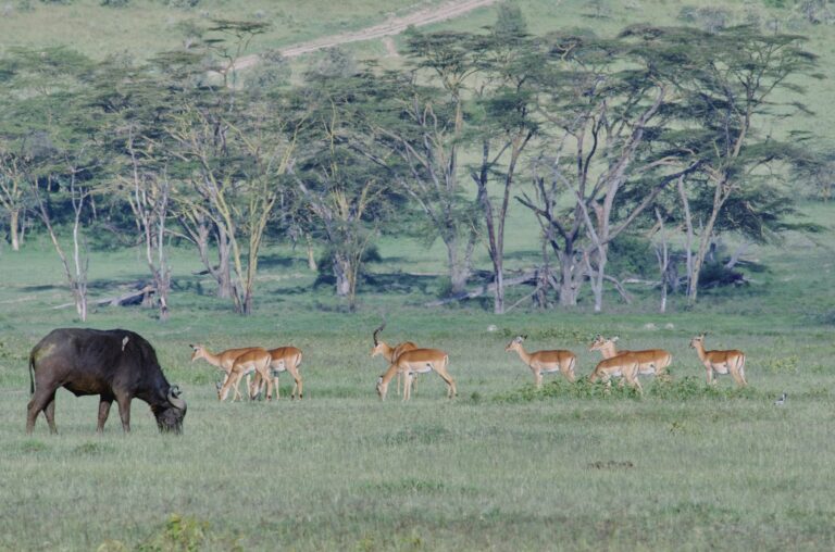 Species distribution modeling: key concepts